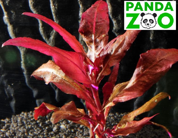 Alternanthera reineckii 'Bronze'- Альтернантера рейника 'бронзовая' L301