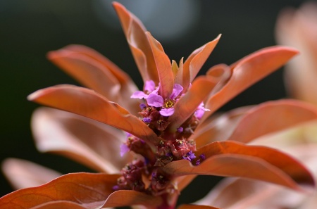 Аммания Изящная меристемная (Ammannia gracilis)