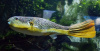 Тетрадон Мбу (Tetraodon mbu) Гигантский 25 см