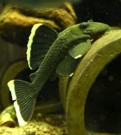 Номерной сом L047  Барианциструс Магнум (Baryancistrus chrysolomus L047)