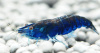  Креветка синяя мечта (Neocaridina "Blue Dream")