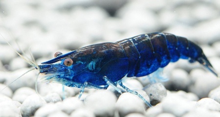  Креветка синяя мечта (Neocaridina "Blue Dream")