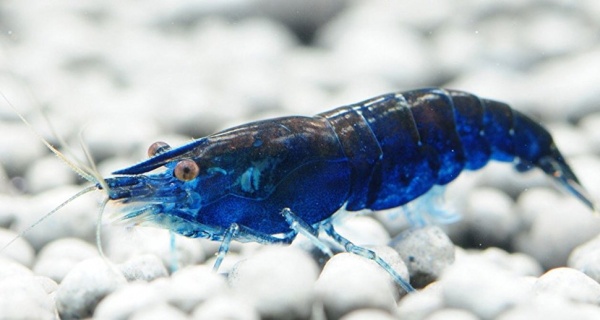  Креветка синяя мечта (Neocaridina "Blue Dream")