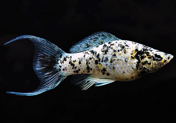 Моллинезия Долматинец лирохвостая (Poecilia latipinna)