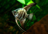 Скалярия Зебра бриллиантовая (pterophyllum zebra Diamond)