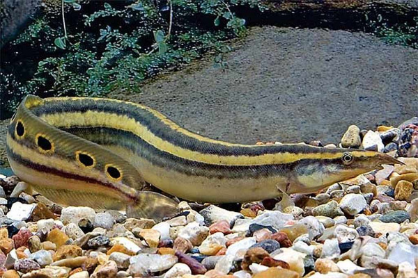 Макрогнатус Чернолинейный  (Macrognathus aral)  7-8 см