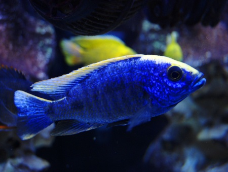 Цихлида Копадихромис Азуреус (Copadichromis azureus)