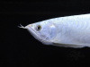Арована Южноамериканская альбинос (Osteoglossum bicirrhosum albino) 10-12см