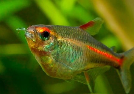 Тетра светлячок Эритрозонус (Hemigrammus Erythrosonus)
