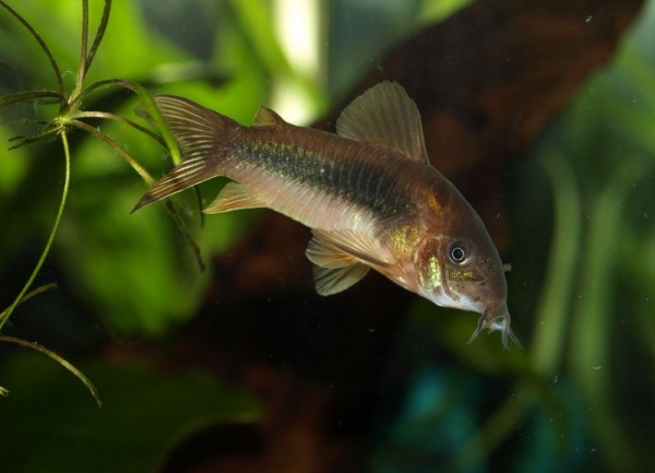 Коридорас золотистый, или бронзовый сом (Corydoras aeneus)