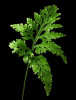 Папоротник Плаун (Selaginella wildenowii)