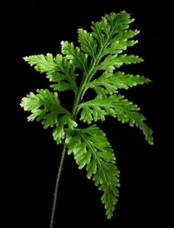 Папоротник Плаун (Selaginella wildenowii)