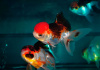 Оранда трехцветная (Goldfish Oranda trikolor)