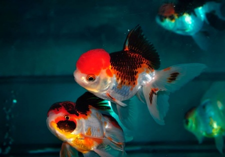 Оранда трехцветная (Goldfish Oranda trikolor)