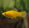 Моллинезия желтая (Poecilia sphenops Gold Molly)