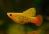 Пецилия золотой попугай  (Xiphophorus maculatus sunset sailfin)