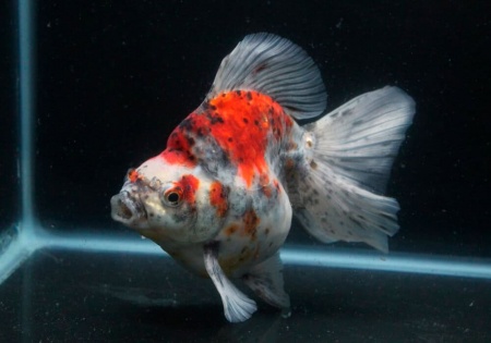 Риукин ситцевый короткохвостый (Goldfish Ryukin short tail calico)