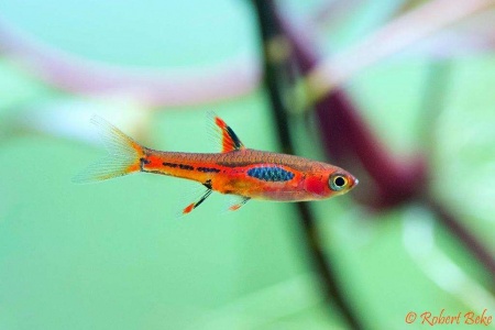 Микрорасбора Бригитты (Boraras brigittae)