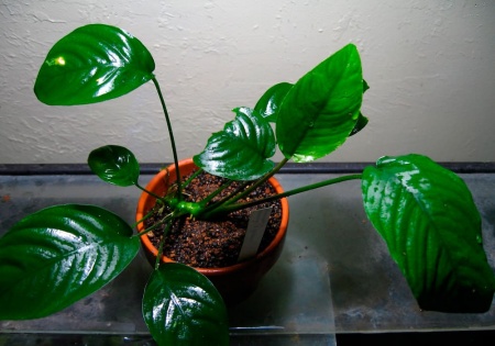Анубиас Габон (Anubias sp Gabon)