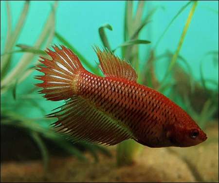 Петушок самка (курочка) Коронохвостая Красная (Betta fish female ) 3-3,5 см
