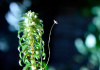 Лагаросифон курчавый (Lagarosiphon miscoides)