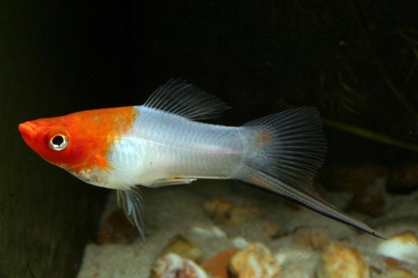 Меченосец Кохаку (Xiphophorus helleri Koi Kohaku) Санта Клаус