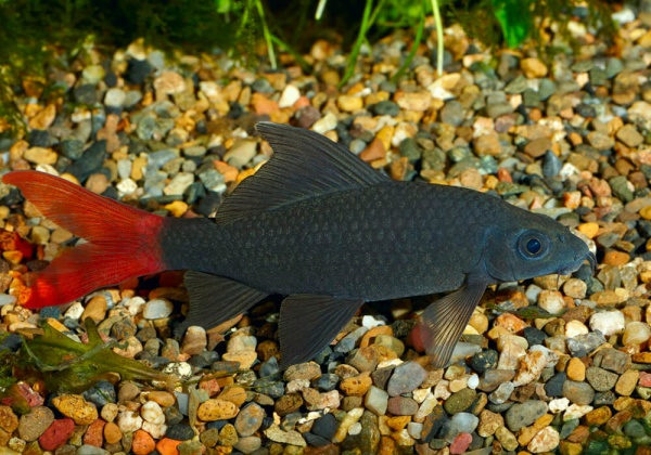 Лабео Биколор двухцветный (Labeo bicolor)