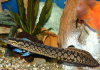 Мастацембел Арматус (Mastacembelus Armatus)  7-8 см