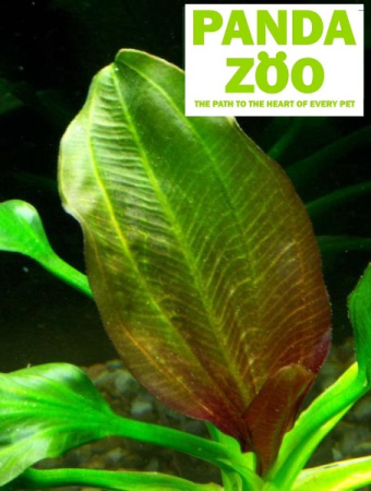 Echinodorus Apart- Эхинодорус Апарт E041