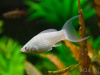 Моллинезия снежинка лирохвостая (Poecilia latipinna Silver lyretail Molly)