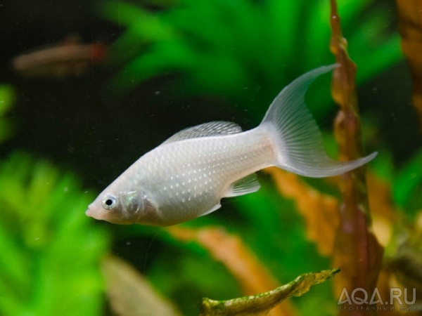 Моллинезия снежинка лирохвостая (Poecilia latipinna Silver lyretail Molly)