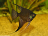 Скалярия черный бархат (pterophyllum black velvet)
