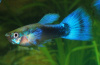 Гуппи синий Туркис (Guppy blue turquoise)