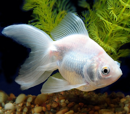 Риукин белый с широким хвостом (Goldfish Ryukin whit-broad tail)