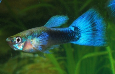 Гуппи синий Туркис (Guppy blue turquoise)