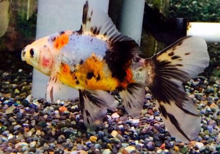 Золотая рыбка Шубункин бристольский ситцевый (Goldfish Bristol Shubunkin calico)