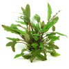 Криптокорина желтая или лютея (Cryptocoryne lutea)