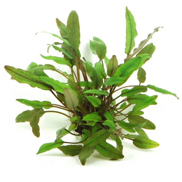 Криптокорина желтая или лютея (Cryptocoryne lutea)