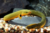 Каламоихт Калабарский [Calamoichthys calabaricus] Рыба-змея