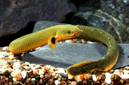 Каламоихт Калабарский [Calamoichthys calabaricus] Рыба-змея