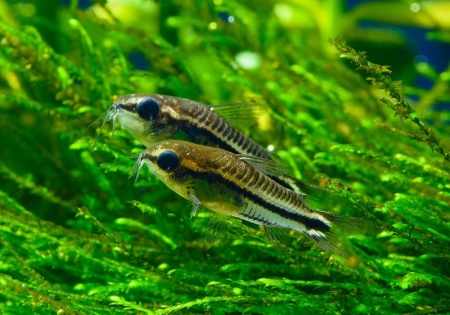Коридорас пигмей (Corydoras pygmaeus) сом