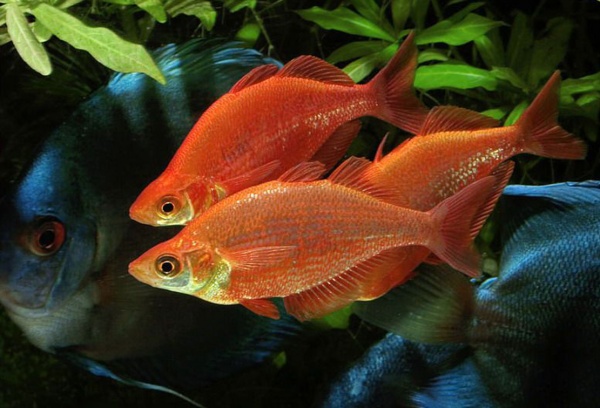 Глоссолепис красный (Glossolepis incisus)