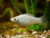 Моллинезия снежинка сербристая (Poecilia latipinna Silver Molly)