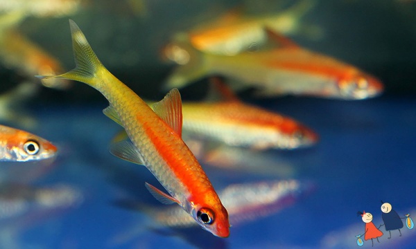 Барбус денисони золотой (Barbus denisonii gold)