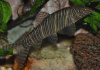 Боция Стриата полосатая (Botia striata) 5 см