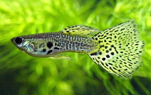 Гуппи желтая кобра (Yellow King Cobra Guppy) Poecilia reticulata