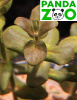 Bacopa salzmanii- Бакопа зальцмани L174