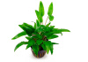 Криптокорина Вендта зеленая (cryptocoryne wendtii var. green)