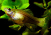 Меченосец Геллера зеленый (Xiphophorus helleri Green)