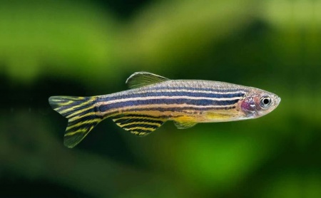 Данио рерио (Danio rerio)